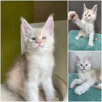 Котята мейн-кун продажа в Туле фото 9