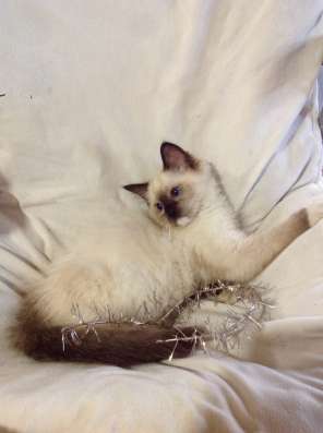 Котенок мальчик ragdoll фото 5