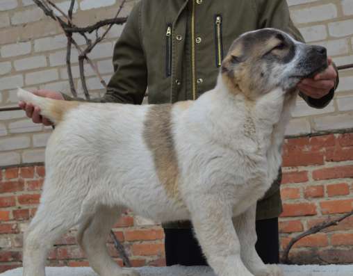 Щенки САО из Украины