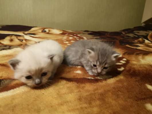 Котята шотландские в Курске