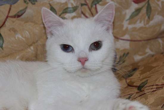 Котята и кошка в Владивостоке фото 4