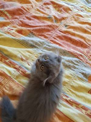 Шотландские элитные котята фото 5
