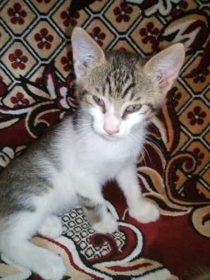 Отдам котят в добрые руки фото 4