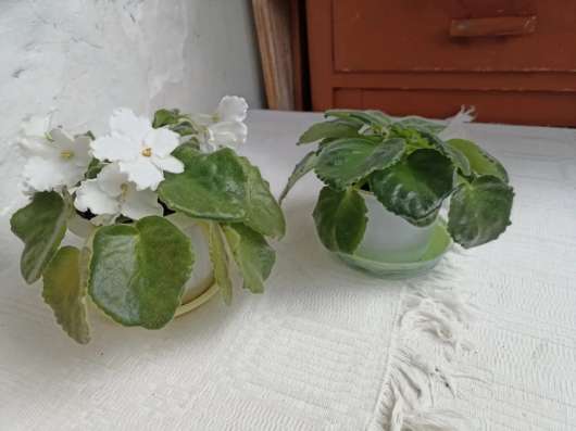 Фиалки в Москве