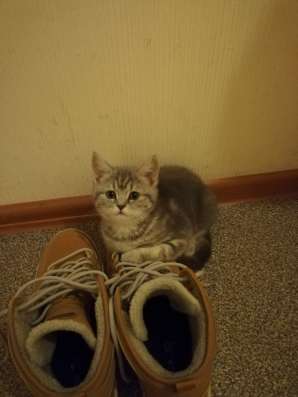 Котята Шотландские! в Балашихе фото 3