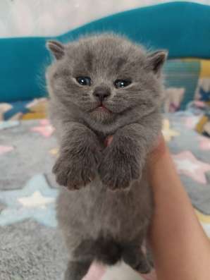 Шотландская кошечка