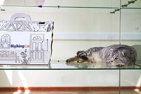 Зоогостиница BookingCat