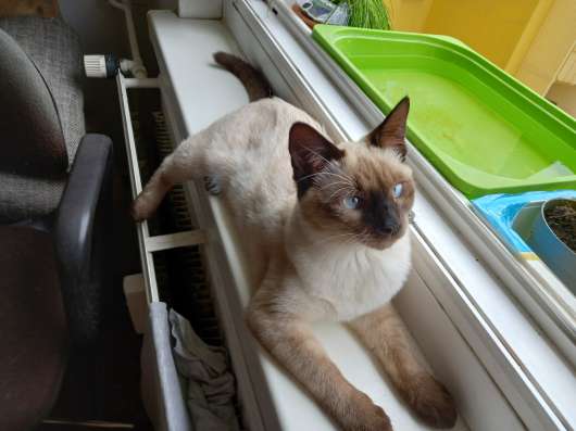 Сиамские котята продаются