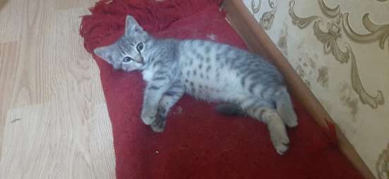 Отдам котенка