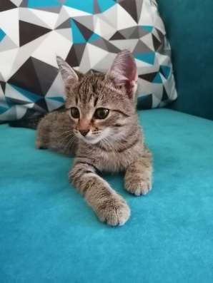 Котята ищут хозяев в Нижнем Новгороде фото 6