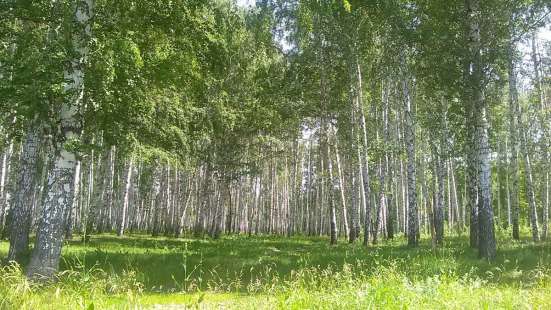 12 соток ровной плодородной земли