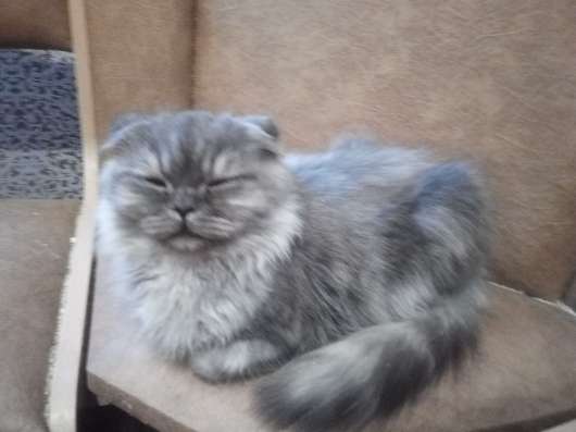 Шотландский котенок в Тихвине фото 7