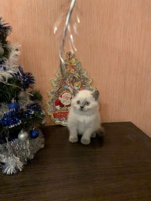 Клубные котята фото 7