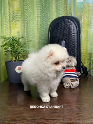 Шпицы с документами РКФ в Ростове-на-Дону фото 3