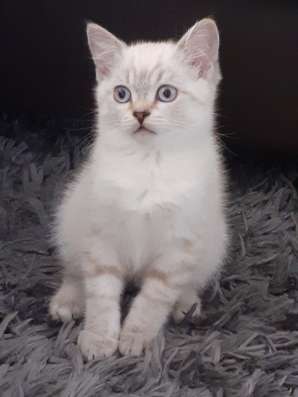 Британский котенок