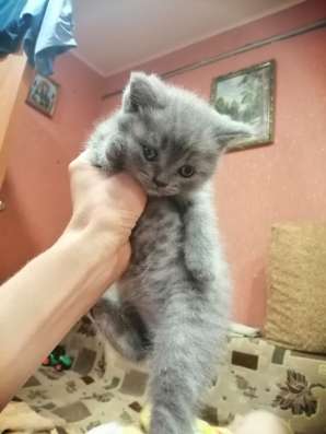 Шотландские котята в Курске