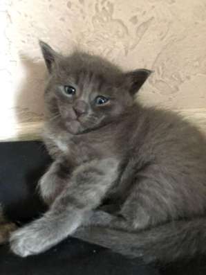 Ищу добрые ручки для котенка