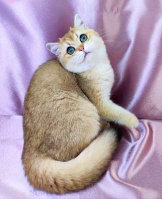 Golden Shorthair