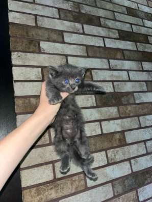 Котёнок в добрые руки в Майкопе