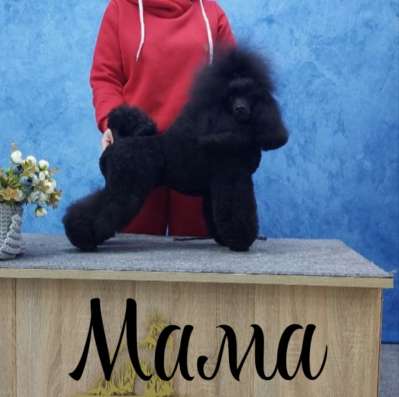 Пудель малый (средний) щенки в Тольятти