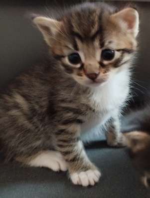 Котятам скоро месяц. Продам по 70 фото 3