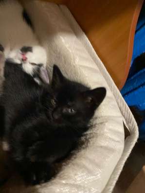 Котята в добрые ручки