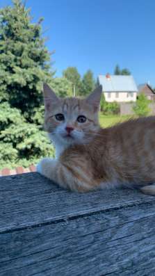 Рыжий котенок