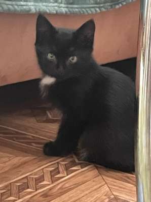 Котенок черного цвета