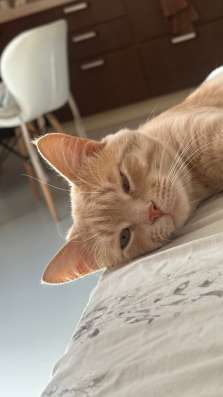 Отдам котика в добрые руки