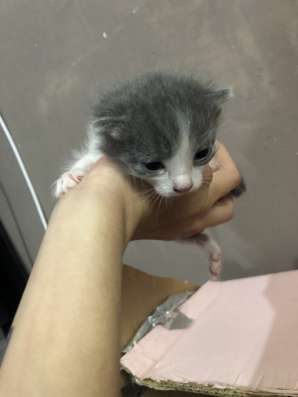 Продам троих пушистых котят! фото 4
