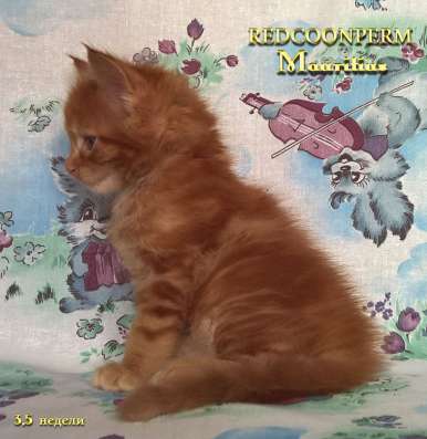 Котенок мейн кун красный солид. Шоу класс в Перми фото 16