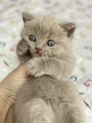 Продам британских котят