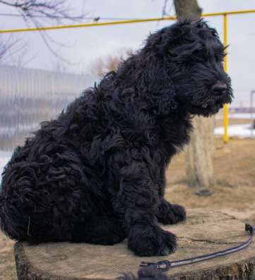 Щенки русский черный терьер