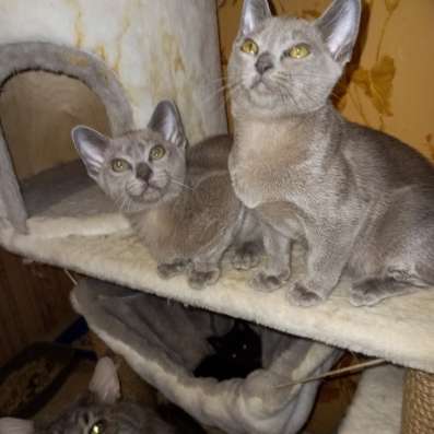 Европейская бурма котята в Брянске фото 14