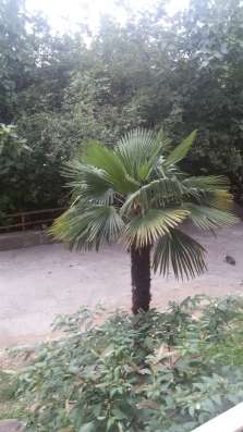 2-ком. кв. в Завокзальном в Сочи фото 7