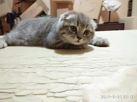 Шотландский котенок в Челябинске фото 4