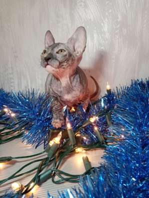 Котята донского сфинкса Гродно