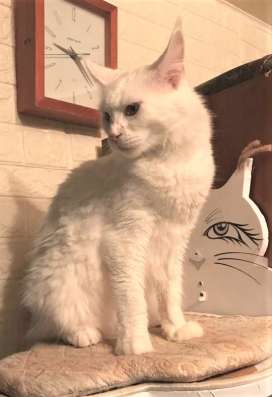 Кошка мей кун