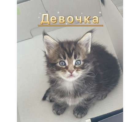 Котята мейн кун в Красногорске фото 6