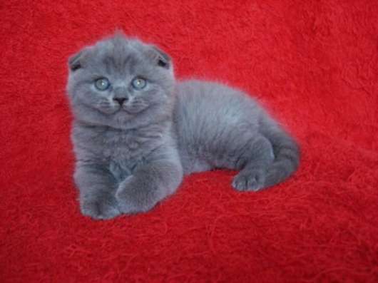 Вислоухие котята
