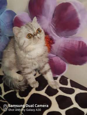 Красивейшая кошечка