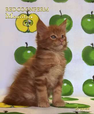 Котенок мейн кун красный солид. Шоу класс в Перми фото 9