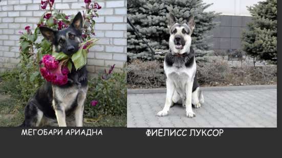 Щенки вео с документами РКФ