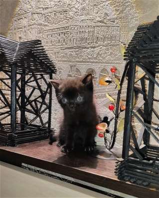 Шотландские котята фото 6