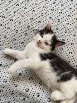 Котята в добрые руки в Ставрополе фото 8