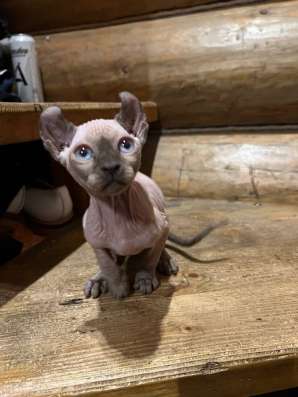 Котята сфинкс эльф