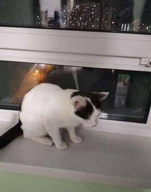 Отдам котенка в добрые руки! в Екатеринбурге