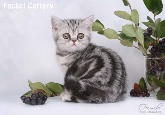 Чистокровные британские котята девочки