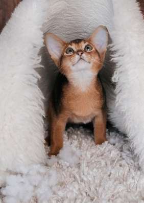 Абиссинские котята фото 12