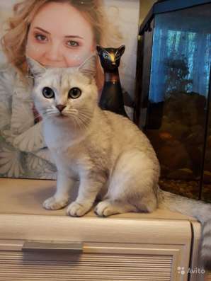 Продаю шотландских котят в Чебоксарах фото 3